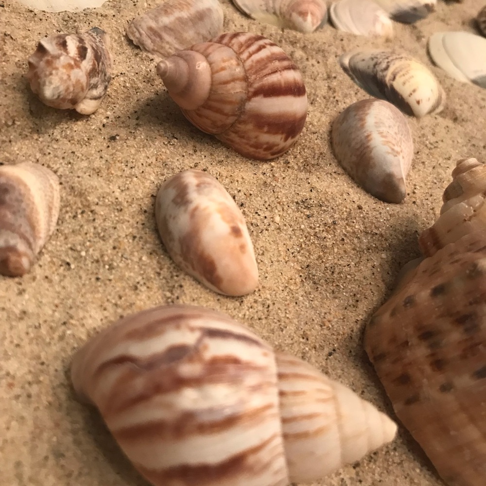 30pc Sea Shell Collection - Picture 5 of 8